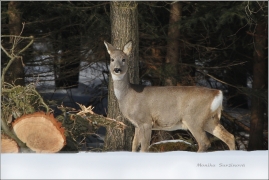 <p>SRNEC OBECNÝ (Capreolus capreolus) Šluknovsko - Harta /European roe deer - Reh/</p>
